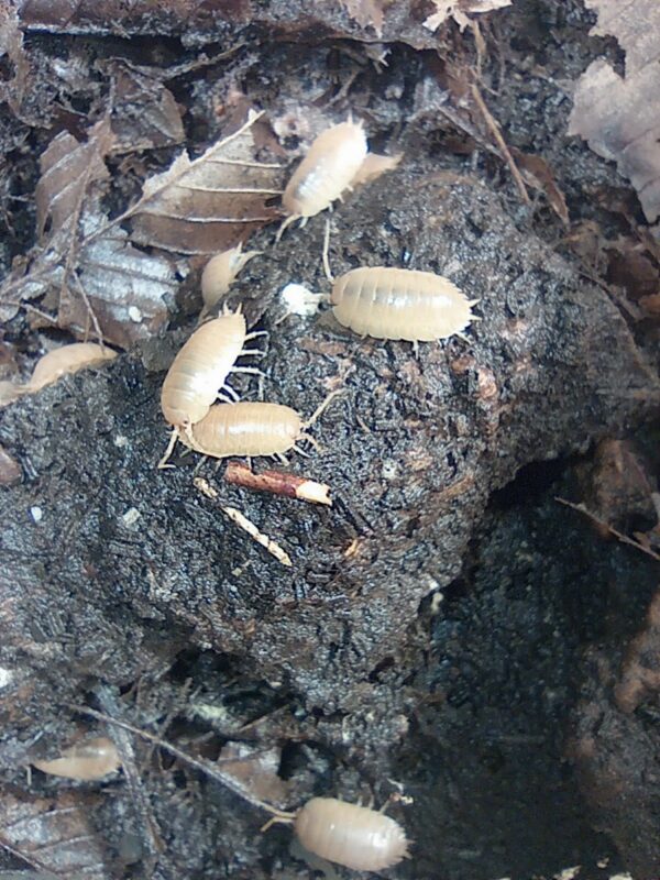 Porcellio laevis "orange"